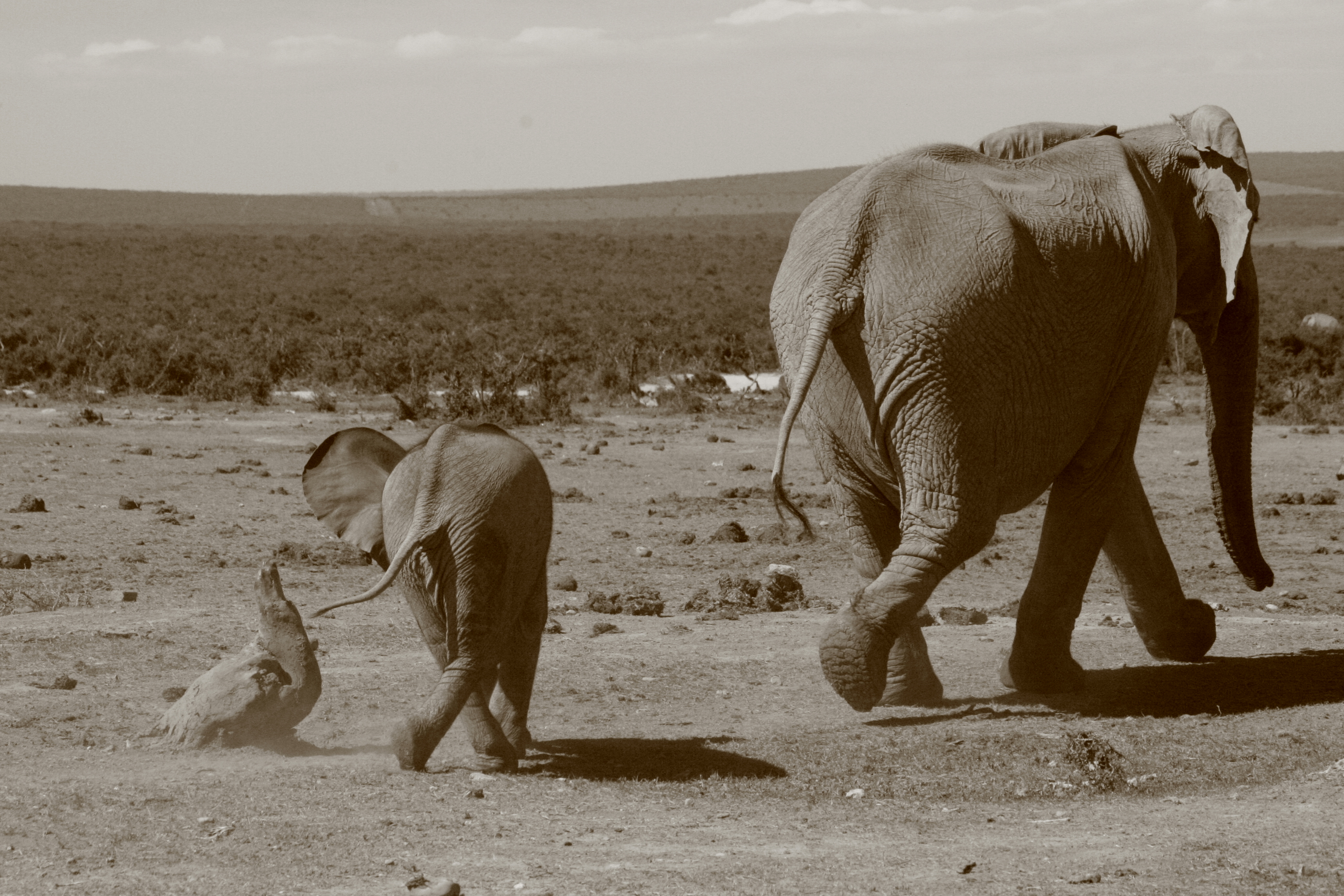 Addo Elephant National Park, South Africa - running after mom