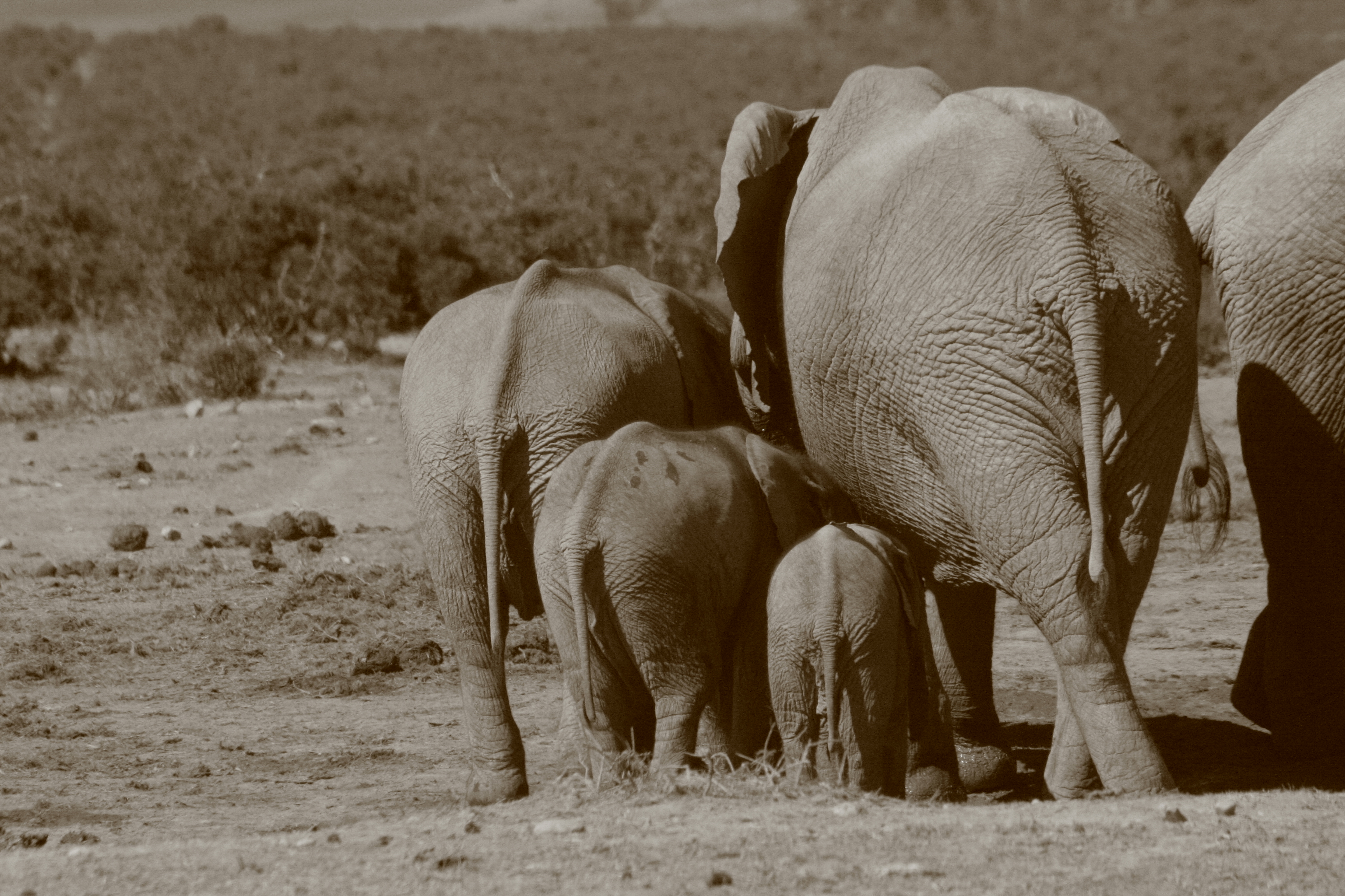 Addo Elephant National Park, South Africa - all generations