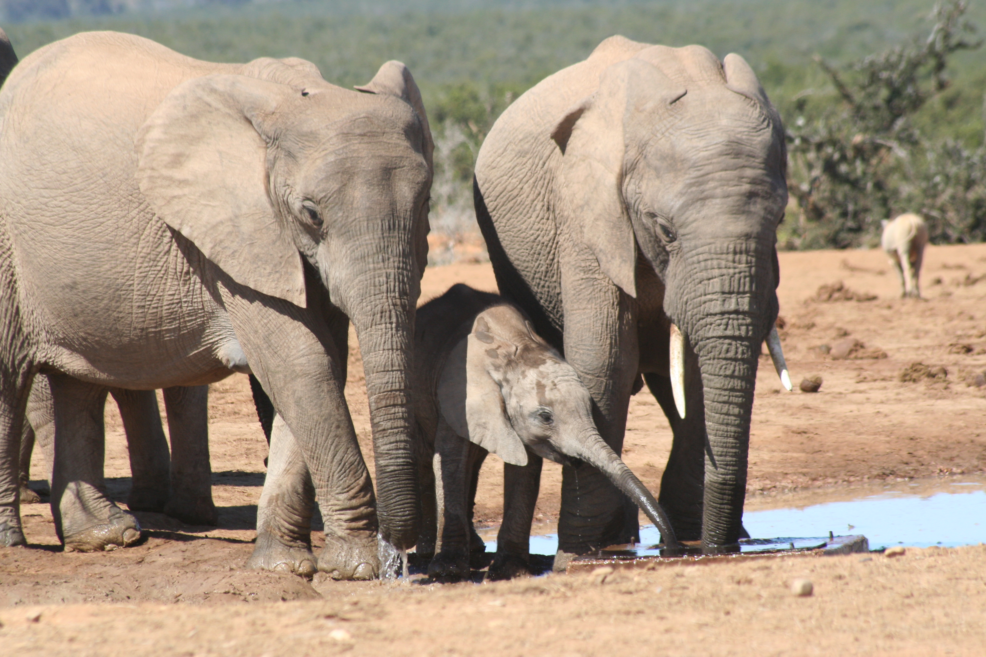 AtoZ: Picture of the week, Addo Elephant National Park | Shere y Paul