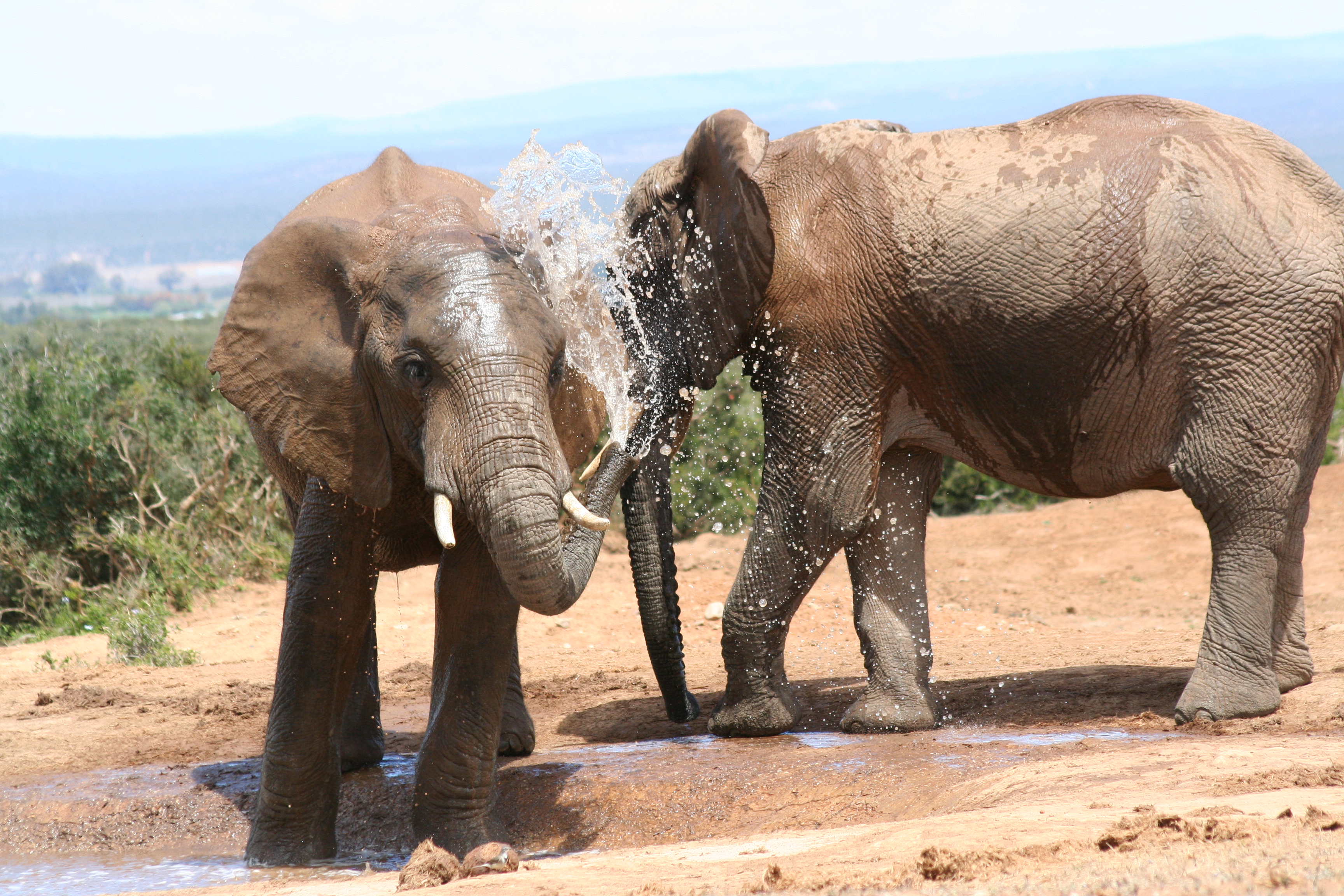 AtoZ: Picture of the week, Addo Elephant National Park | Shere y Paul