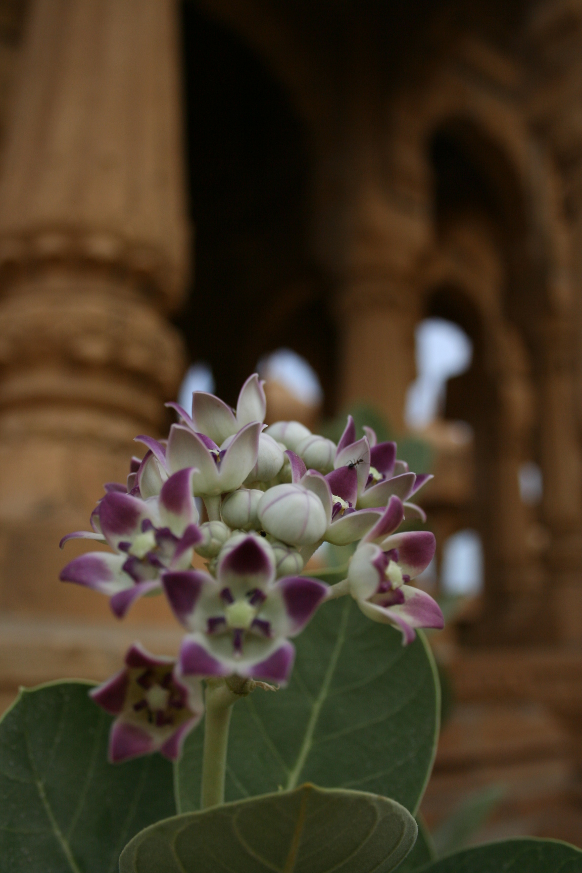 Jaisalmer - desert temples