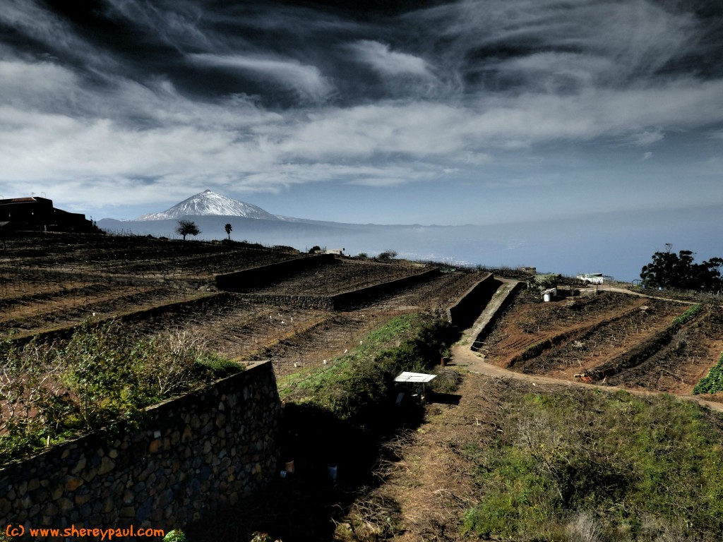 View of El Teide from Bodegas Monje