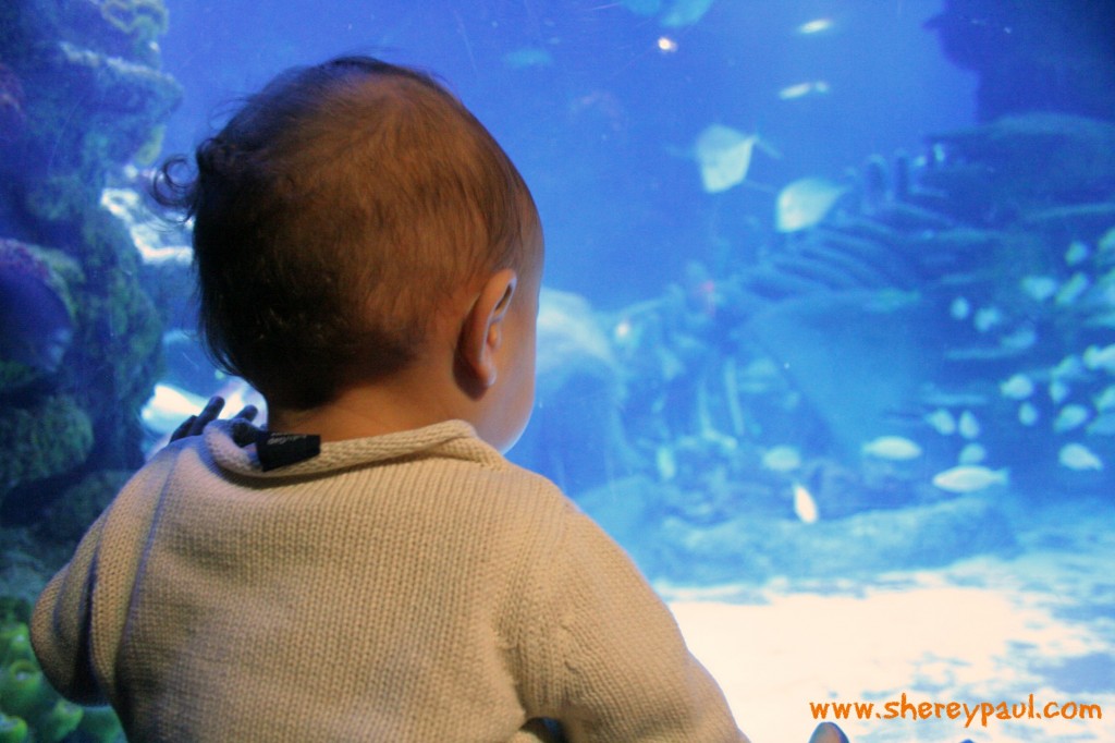 london with kids: sea life aquarium