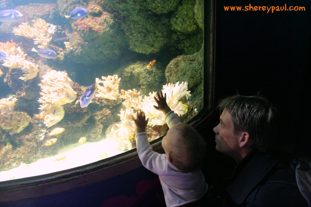 sea life aquarium: Nemo's coral caves