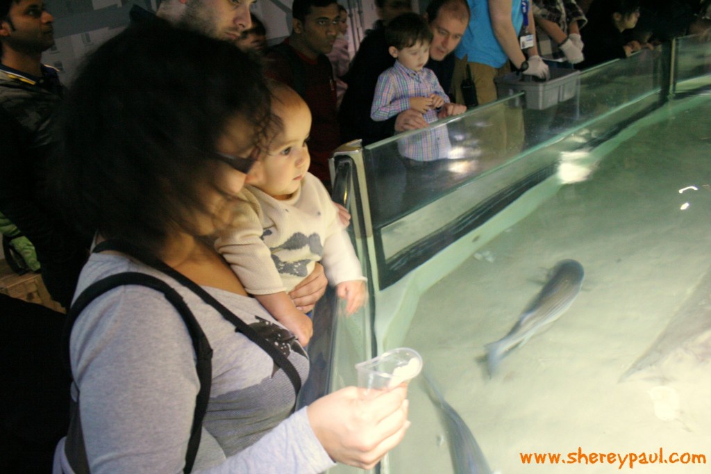 london with kids: feeding rays at sea life aquarium 