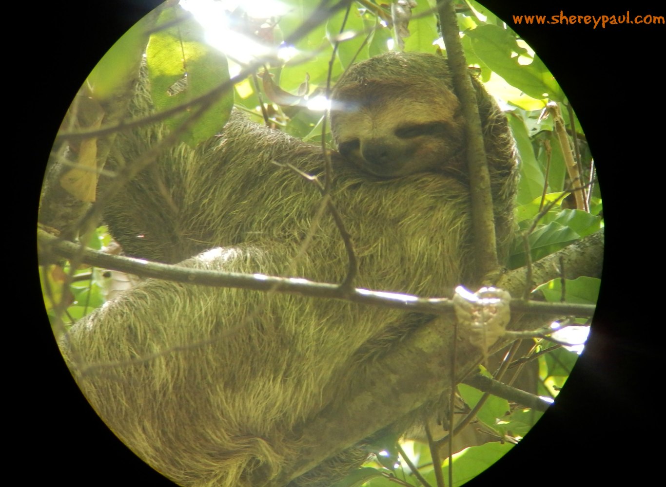 sloth in manuel antonio