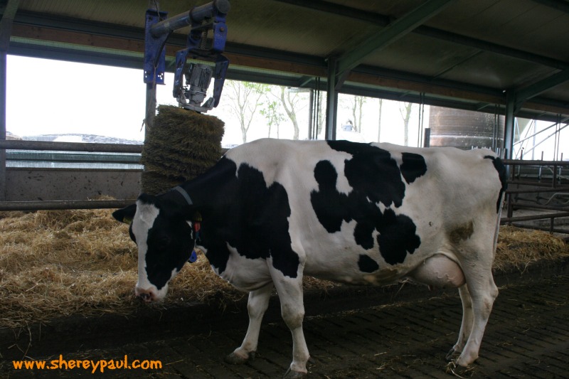cuddling cows in Friesland 2