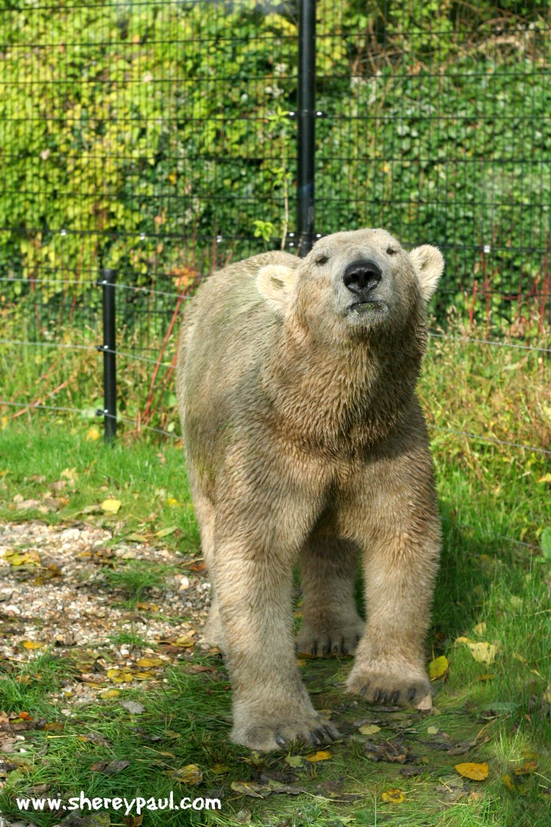 leeuwarden-with-kids-aquazoo-icebear