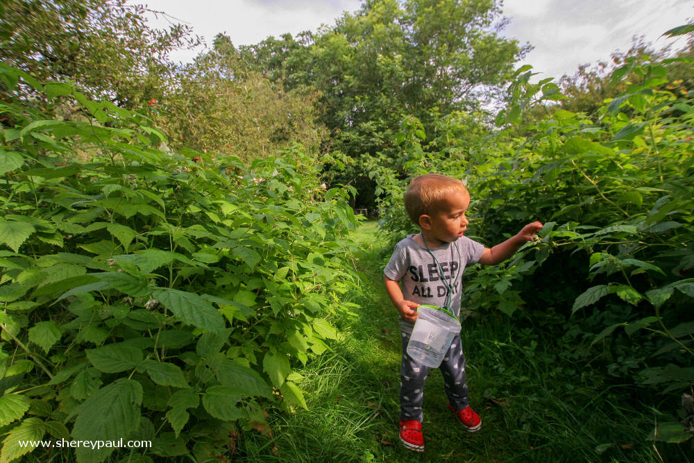 Friesland with kids: De Friese Wouden