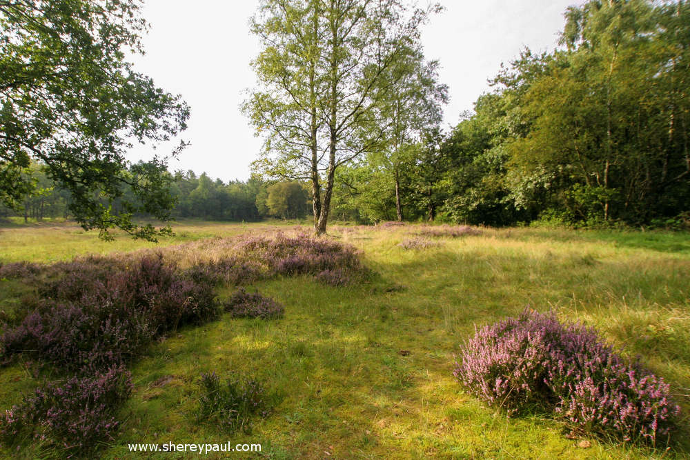 Friesland with kids: De Friese Wouden