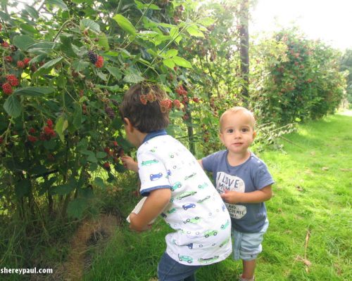 Where to pick blackberries in Friesland