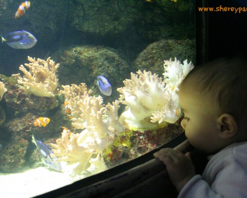 With Nemo and Dory at the Sea life London - ww